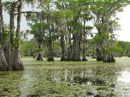 Caddo Lake near Marshall Texas